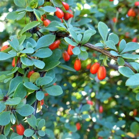 burberry trees|types of barberry plants.